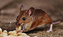 lawn-and-garden-pest-control Experts in Dallas